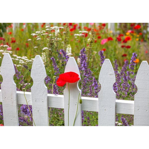 Washington State-Sequim-early summer blooming red poppies with white picket fence Black Modern Wood Framed Art Print by Gulin, Sylvia