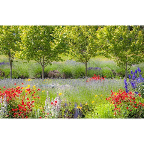 Sequim-Washington State-Pacific Northwest Red Poppies-Lavender garden Gold Ornate Wood Framed Art Print with Double Matting by Gulin, Sylvia