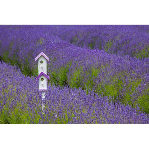 Washington State-Sequim-early summer blooming Lavender fields rows with bird house Black Modern Wood Framed Art Print by Gulin, Sylvia