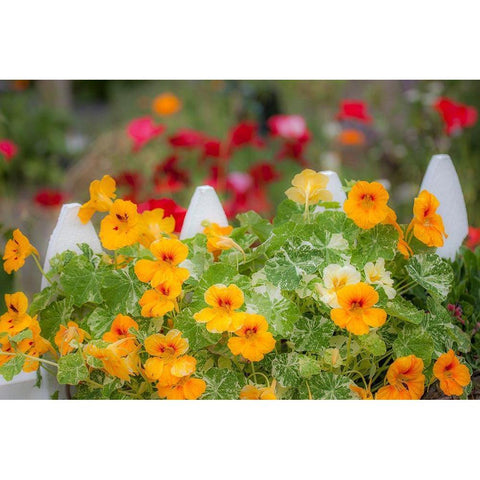 Washington State-Sequim-early summer blooming Nasturtium and white picket fence Black Modern Wood Framed Art Print by Gulin, Sylvia