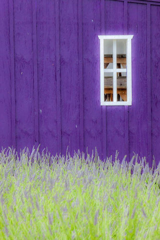 Sequim-Washington State-field of Lavender and Lavender painted wood barn and white framed window Black Ornate Wood Framed Art Print with Double Matting by Gulin, Sylvia