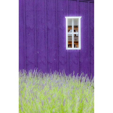 Sequim-Washington State-field of Lavender and Lavender painted wood barn and white framed window White Modern Wood Framed Art Print by Gulin, Sylvia