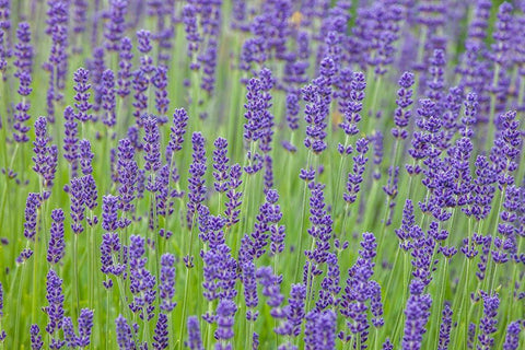 Washington State-Sequim-early summer blooming Lavender fields White Modern Wood Framed Art Print with Double Matting by Gulin, Sylvia