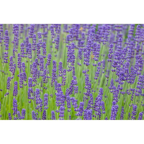 Washington State-Sequim-early summer blooming Lavender fields Black Modern Wood Framed Art Print by Gulin, Sylvia