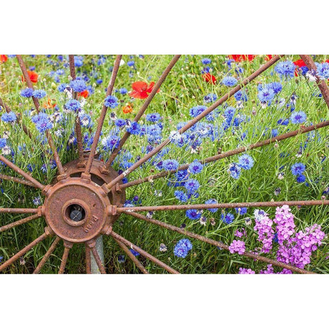 Washington State-Sequim-early summer with blooming bachelors button and red poppies Gold Ornate Wood Framed Art Print with Double Matting by Gulin, Sylvia