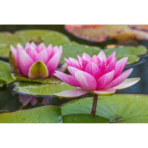 Washington State-Seattle-Woodland Park garden with waterlilies blooming Black Modern Wood Framed Art Print with Double Matting by Gulin, Sylvia