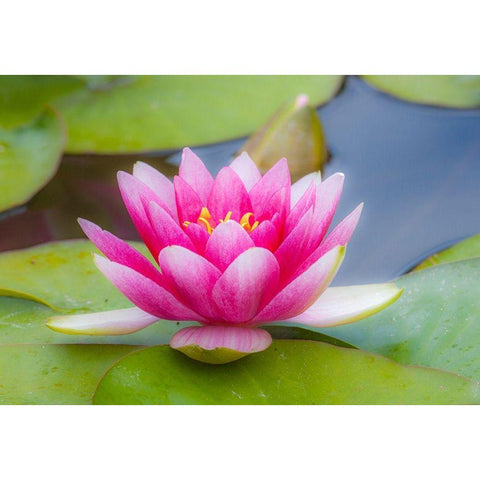 Washington State-Seattle-Woodland Park garden with waterlilies blooming Black Modern Wood Framed Art Print with Double Matting by Gulin, Sylvia