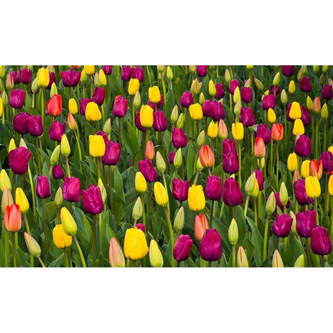Washington State-Skagit-Western Washington springtime blooming tulips-grape hyacinth Black Modern Wood Framed Art Print with Double Matting by Gulin, Sylvia