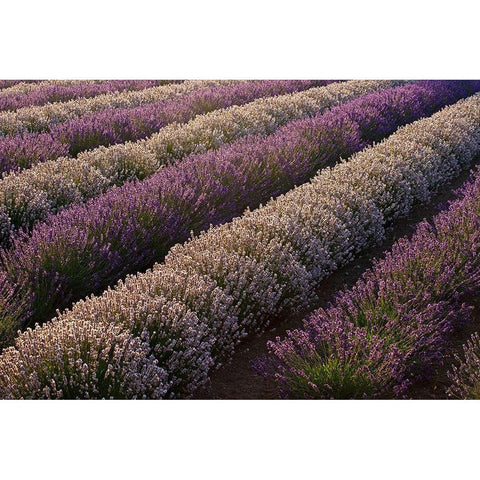 Sequim-Washington State-field of Lavender White Modern Wood Framed Art Print by Gulin, Sylvia