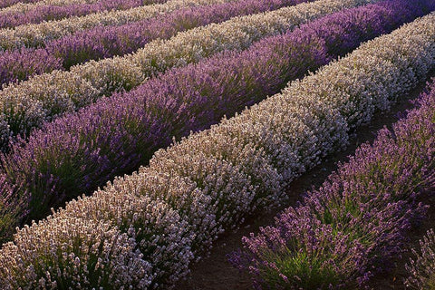 Sequim-Washington State-field of Lavender Black Ornate Wood Framed Art Print with Double Matting by Gulin, Sylvia