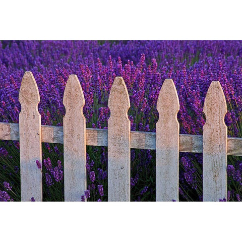 Sequim-Washington State-field of Lavender White Picket Fence Gold Ornate Wood Framed Art Print with Double Matting by Gulin, Sylvia