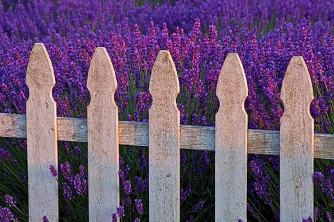 Sequim-Washington State-field of Lavender White Picket Fence White Modern Wood Framed Art Print with Double Matting by Gulin, Sylvia