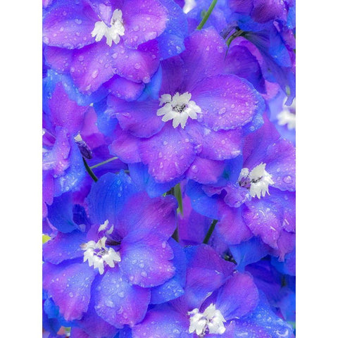 Washington State-Sammamish close up image of a blue delphinium Black Modern Wood Framed Art Print with Double Matting by Gulin, Sylvia