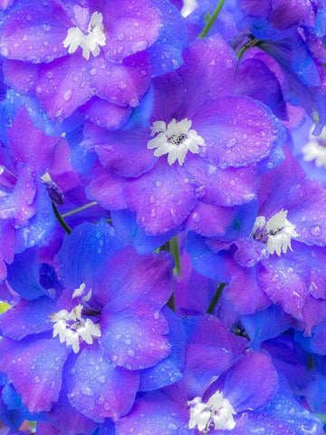 Washington State-Sammamish close up image of a blue delphinium Black Ornate Wood Framed Art Print with Double Matting by Gulin, Sylvia