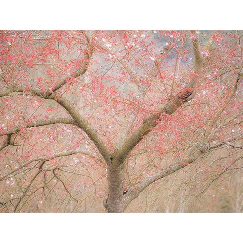 Washington State-Fall City springtime and cherry trees just beginning to bloom White Modern Wood Framed Art Print by Gulin, Sylvia