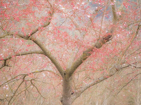 Washington State-Fall City springtime and cherry trees just beginning to bloom White Modern Wood Framed Art Print with Double Matting by Gulin, Sylvia