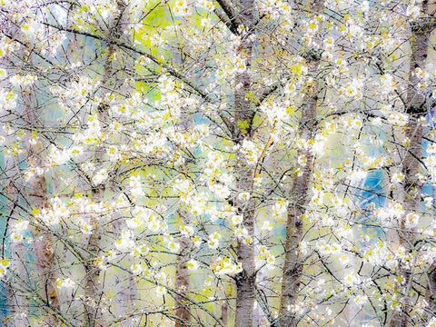 Washington State-Fall City springtime with blooming cherry trees and cottonwood trees Black Ornate Wood Framed Art Print with Double Matting by Gulin, Sylvia