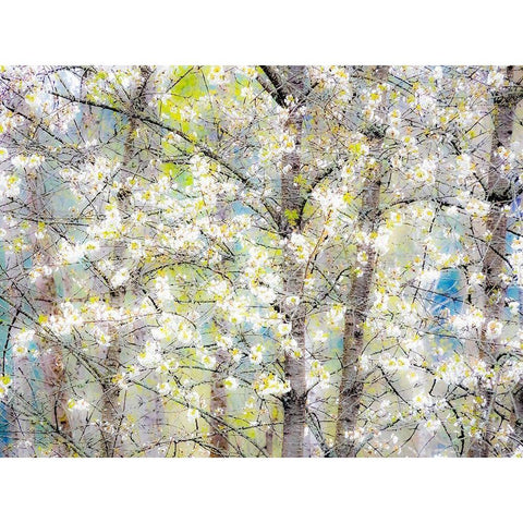 Washington State-Fall City springtime with blooming cherry trees and cottonwood trees Black Modern Wood Framed Art Print by Gulin, Sylvia