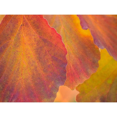 Washington State-Sammamish witch hazel leaves with fall color Gold Ornate Wood Framed Art Print with Double Matting by Gulin, Sylvia