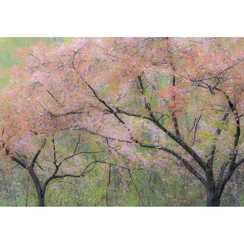 Washington State-Fall City springtime and cherry trees just beginning to bloom White Modern Wood Framed Art Print by Gulin, Sylvia
