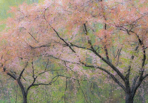 Washington State-Fall City springtime and cherry trees just beginning to bloom White Modern Wood Framed Art Print with Double Matting by Gulin, Sylvia