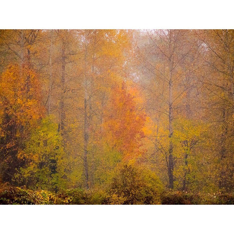 Washington State-Fall City and fall colors in yellows and golds Black Modern Wood Framed Art Print by Gulin, Sylvia