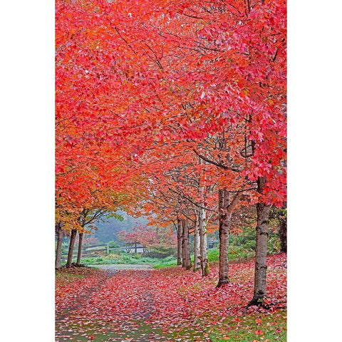 Washington State-Sammamish fall colors on red maple trees lining lane Black Modern Wood Framed Art Print by Gulin, Sylvia