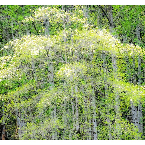 Washington State-Snoqualmie forest edge in spring with dogwoods blooming Black Modern Wood Framed Art Print by Gulin, Sylvia