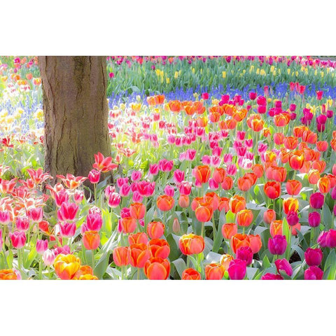 Washington State-Skagit-Western Washington springtime blooming tulips-grape hyacinth Gold Ornate Wood Framed Art Print with Double Matting by Gulin, Sylvia