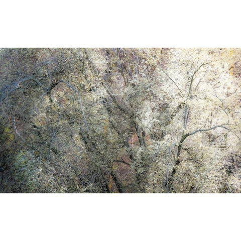 USA-Washington State-Fall City wild cherry springtime blooming Black Modern Wood Framed Art Print by Gulin, Sylvia