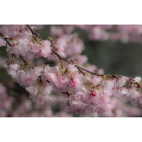 USA-Washington State-Fall City-Springtime cherry trees blooming along Snoqualmie River Black Modern Wood Framed Art Print by Gulin, Sylvia