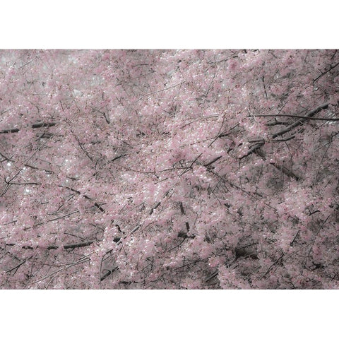 USA-Washington State-Fall City-Springtime cherry trees blooming along Snoqualmie River Black Modern Wood Framed Art Print by Gulin, Sylvia