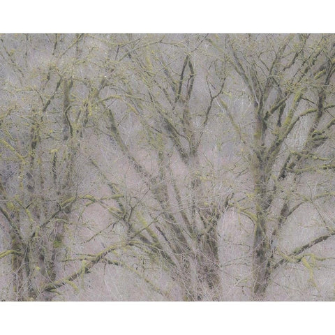 USA-Washington State-Fall City soft focus springtime Big Leaf Maple trees Black Modern Wood Framed Art Print with Double Matting by Gulin, Sylvia