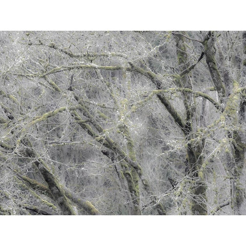 USA-Washington State-Fall City soft focus springtime Big Leaf Maple trees Black Modern Wood Framed Art Print with Double Matting by Gulin, Sylvia