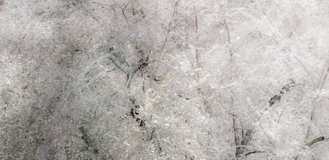 USA-Washington State-Fall City wild cherry springtime blooming Black Ornate Wood Framed Art Print with Double Matting by Gulin, Sylvia