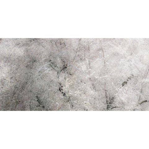 USA-Washington State-Fall City wild cherry springtime blooming Black Modern Wood Framed Art Print by Gulin, Sylvia