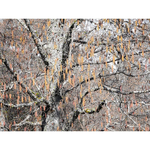 USA-Washington State-Carnation-Pacific Northwest early spring Alder Trees Gold Ornate Wood Framed Art Print with Double Matting by Gulin, Sylvia