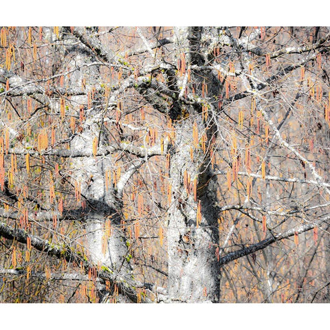 USA-Washington State-Carnation-Pacific Northwest early spring Alder Trees Gold Ornate Wood Framed Art Print with Double Matting by Gulin, Sylvia