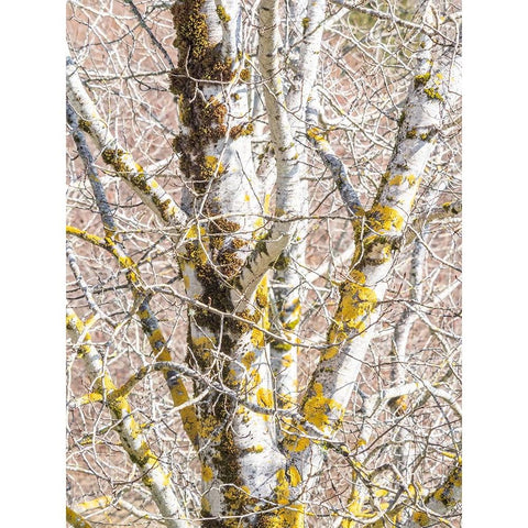 USA-Washington State-Bellevue-Birch tree with lichen early spring Black Modern Wood Framed Art Print by Gulin, Sylvia