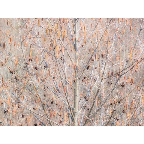 USA-Washington State-Carnation-Pacific Northwest early spring Alder Trees White Modern Wood Framed Art Print by Gulin, Sylvia