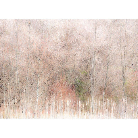 USA-Washington State-Carnation-Pacific Northwest early spring Alder Trees Black Modern Wood Framed Art Print by Gulin, Sylvia