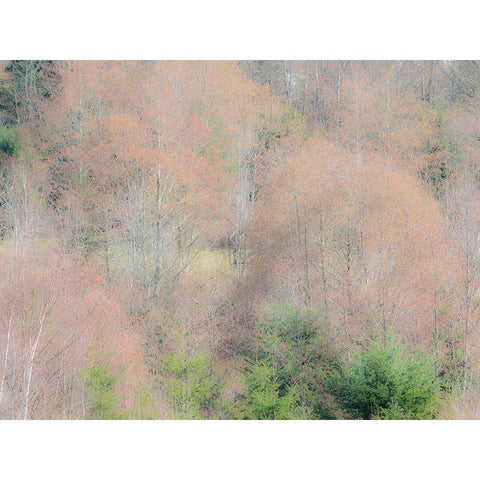 USA-Washington State-Carnation-Pacific Northwest early spring Alder Trees Gold Ornate Wood Framed Art Print with Double Matting by Gulin, Sylvia
