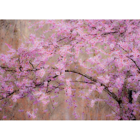 USA-Washington State-Fall City-Springtime cherry trees blooming along Snoqualmie River White Modern Wood Framed Art Print by Gulin, Sylvia