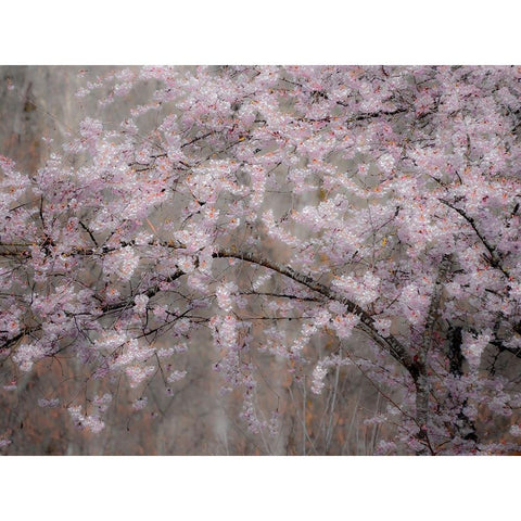 USA-Washington State-Fall City-Springtime cherry trees blooming along Snoqualmie River White Modern Wood Framed Art Print by Gulin, Sylvia