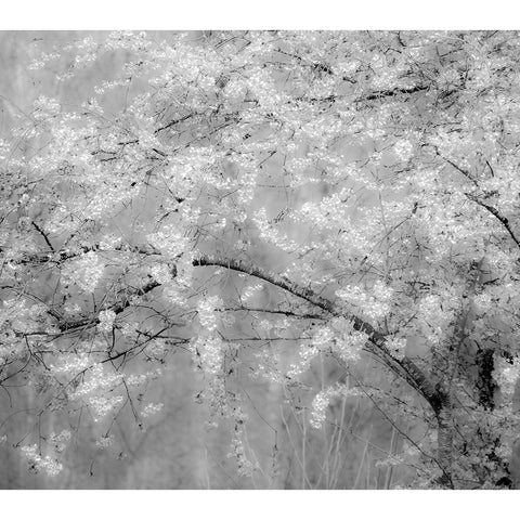 USA-Washington State-Fall City-Springtime cherry trees blooming along Snoqualmie River White Modern Wood Framed Art Print by Gulin, Sylvia