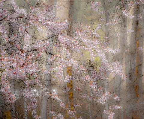 USA-Washington State-Fall City-Springtime cherry trees blooming along Snoqualmie River White Modern Wood Framed Art Print with Double Matting by Gulin, Sylvia