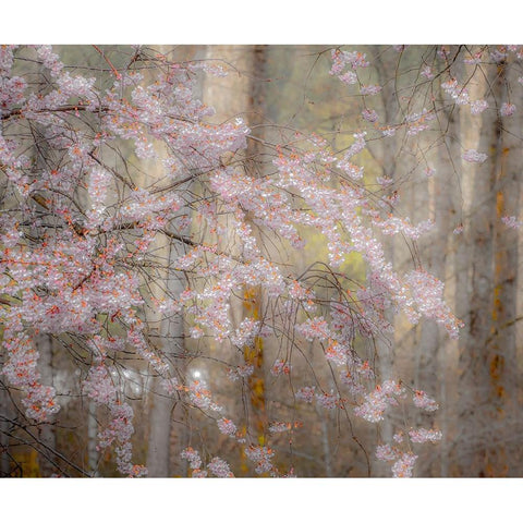 USA-Washington State-Fall City-Springtime cherry trees blooming along Snoqualmie River Gold Ornate Wood Framed Art Print with Double Matting by Gulin, Sylvia