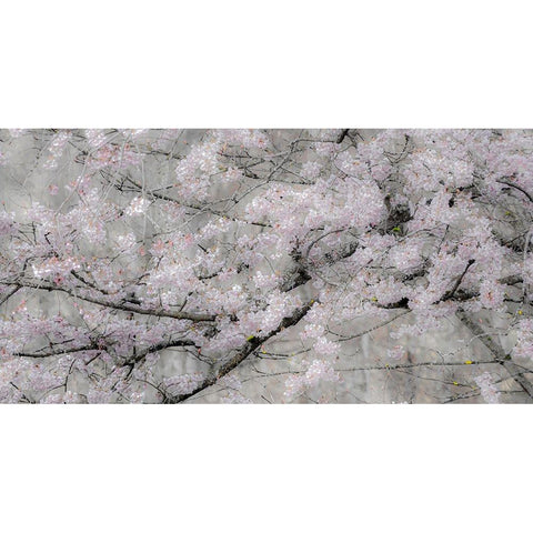 USA-Washington State-Fall City-Springtime cherry trees blooming along Snoqualmie River Gold Ornate Wood Framed Art Print with Double Matting by Gulin, Sylvia