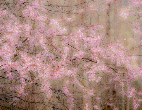 USA-Washington State-Fall City-Springtime cherry trees blooming along Snoqualmie River Black Ornate Wood Framed Art Print with Double Matting by Gulin, Sylvia