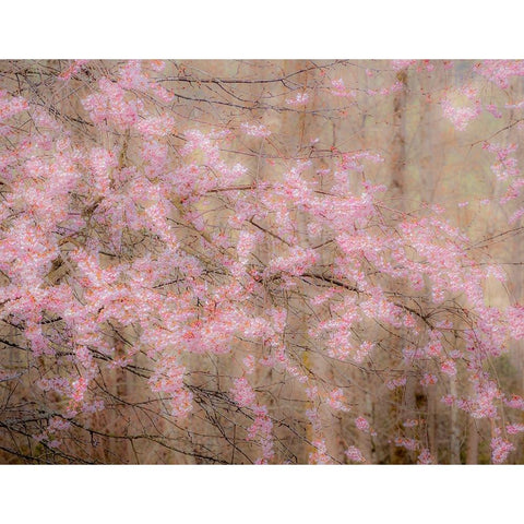 USA-Washington State-Fall City-Springtime cherry trees blooming along Snoqualmie River Black Modern Wood Framed Art Print by Gulin, Sylvia